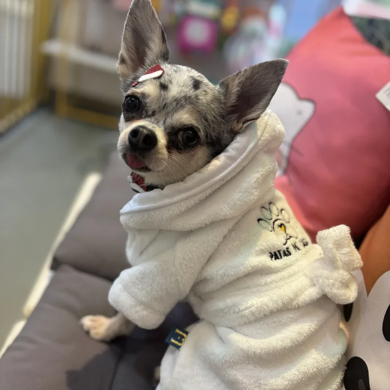 Produtos premium do Patas de Casa