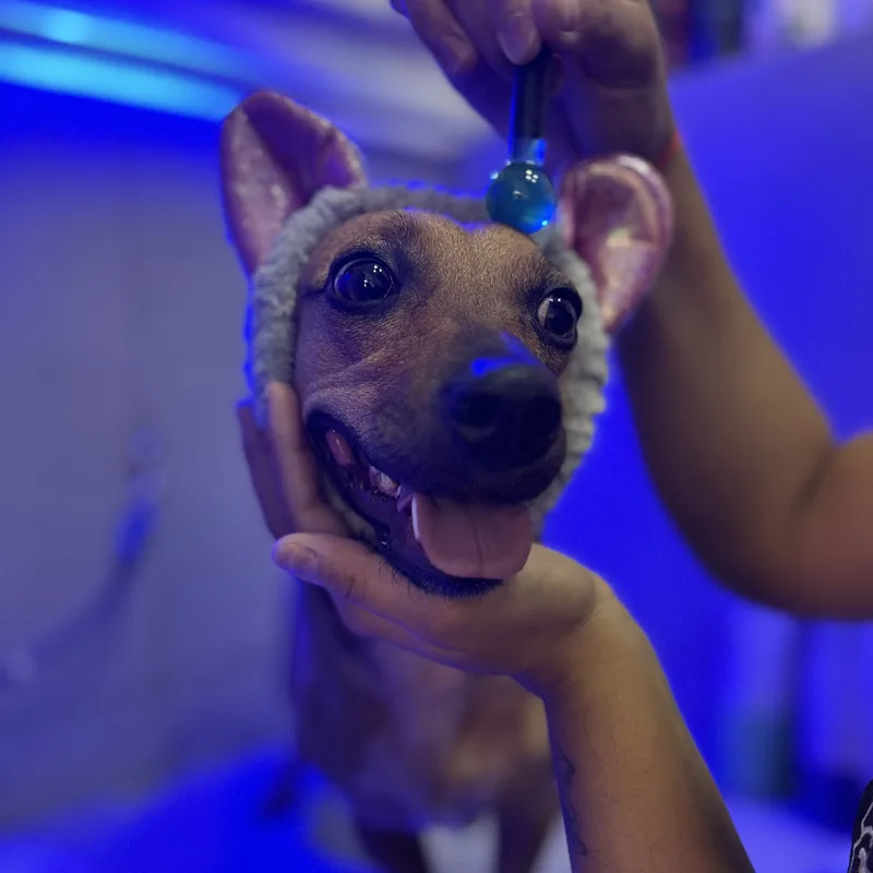 Pet sendo cuidado no Patas de Casa