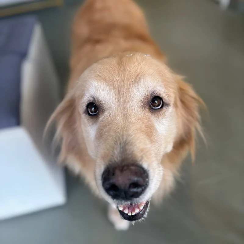 Pet feliz após banho no Patas de Casa
