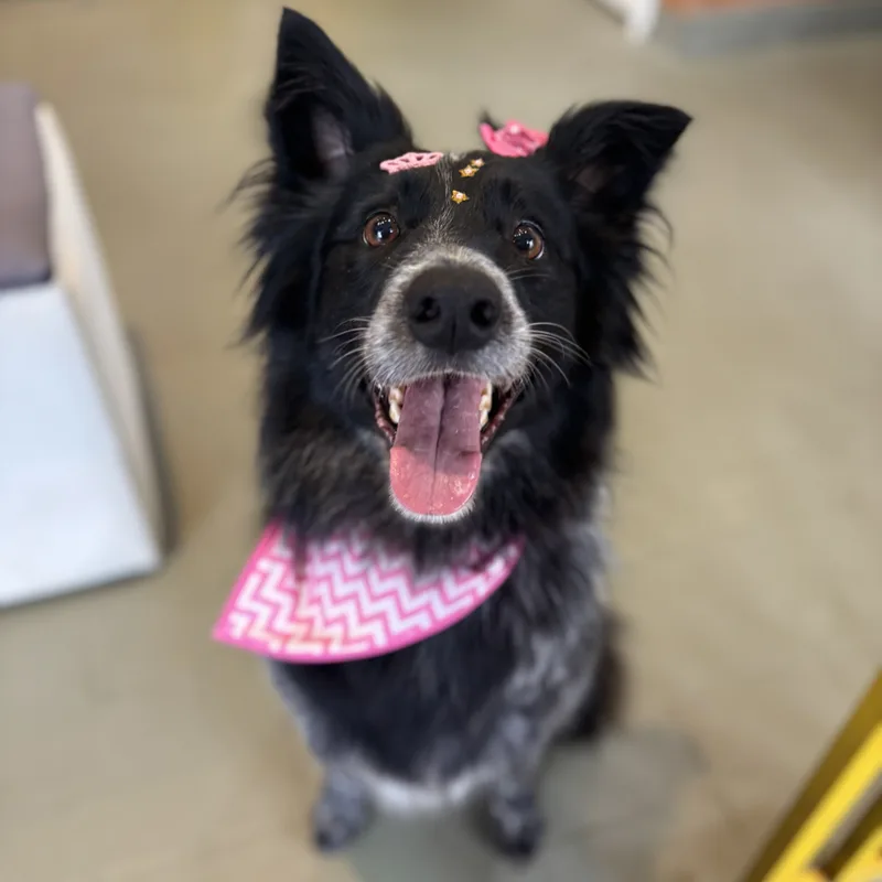 Pet durante tosa no Patas de Casa