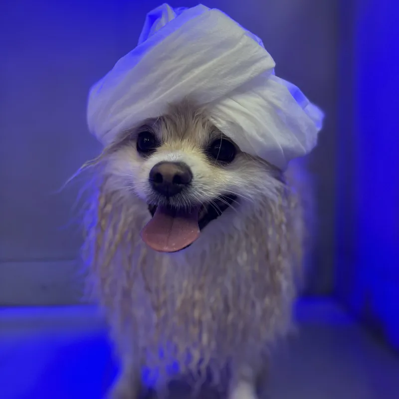 Pet recebendo cromoterapia