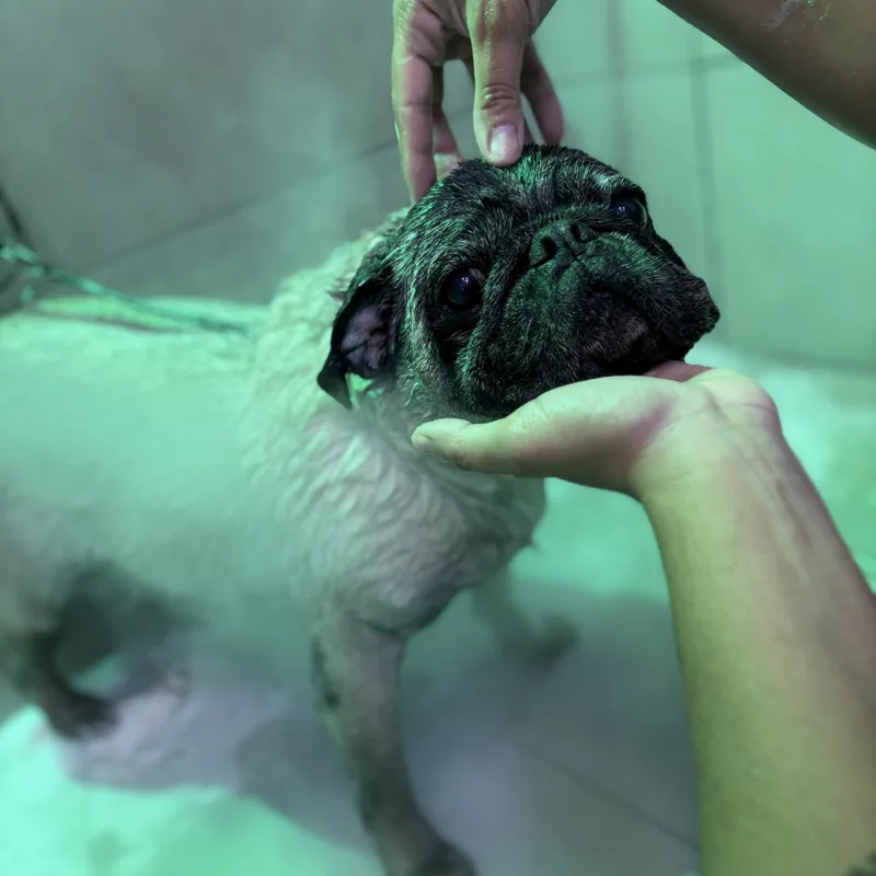 Pet relaxando no Patas de Casa