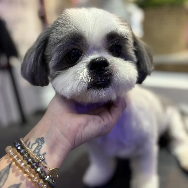 Pet no espaço do Patas de Casa