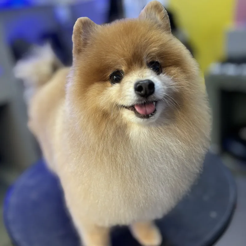 Pet sendo cuidado com carinho