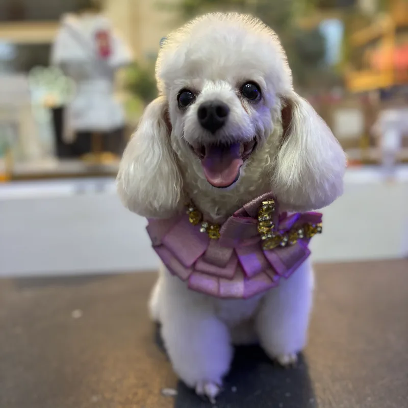 Pet após banho relaxante