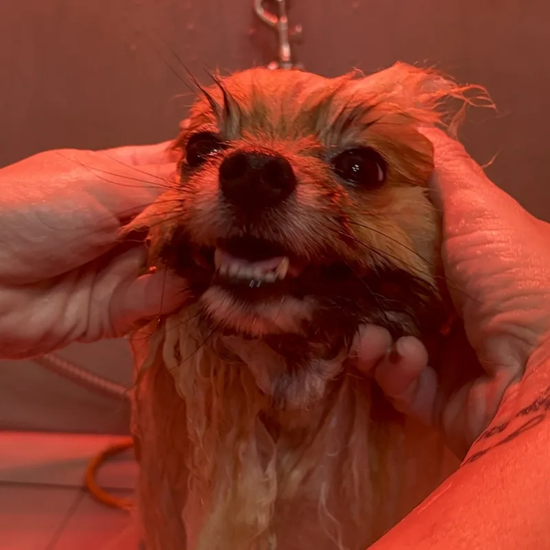 Pet feliz no Patas de Casa