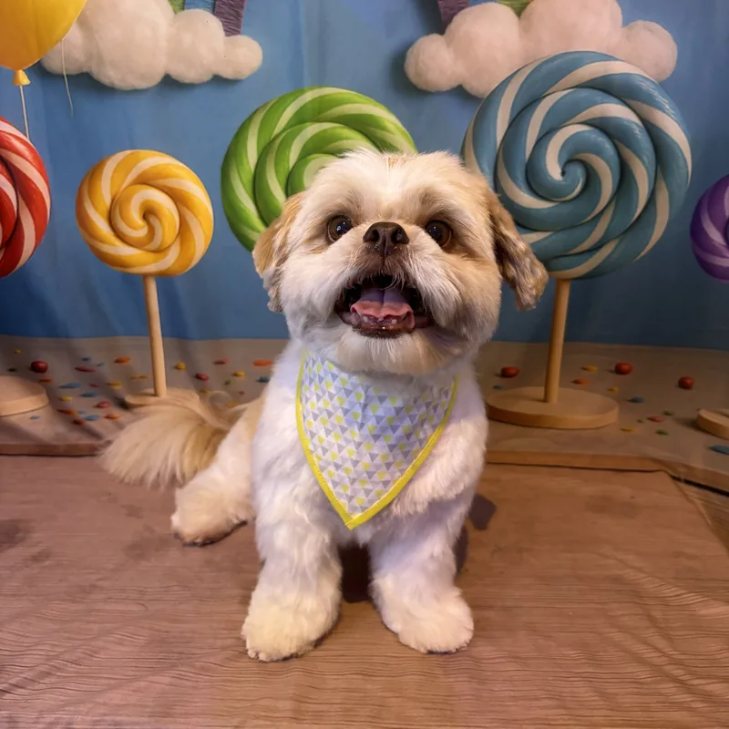 Pet durante atendimento