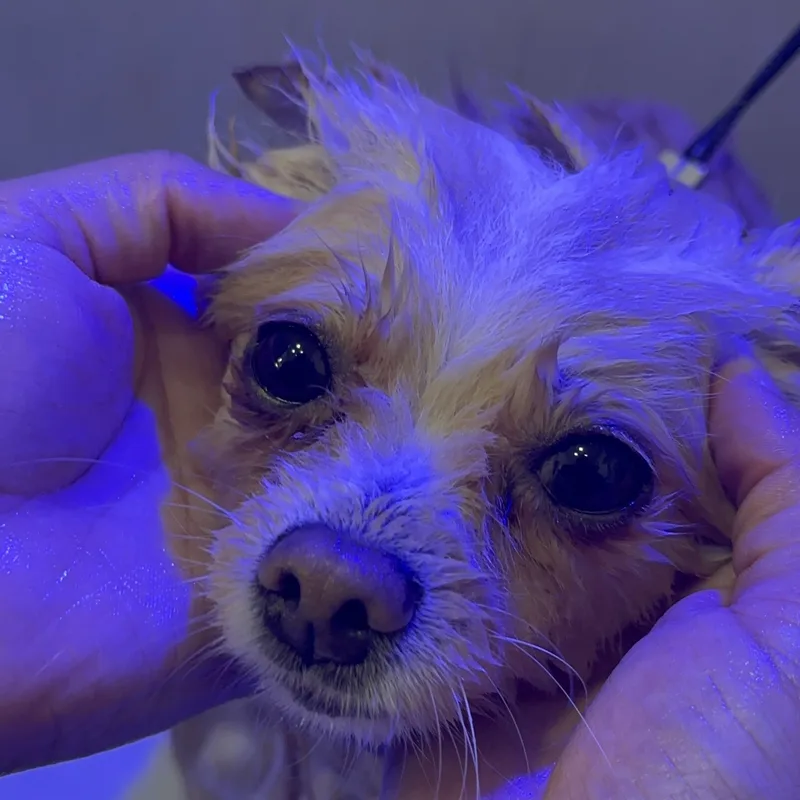 Pet com pelagem sedosa