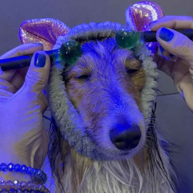 Pet recebendo tratamento especial