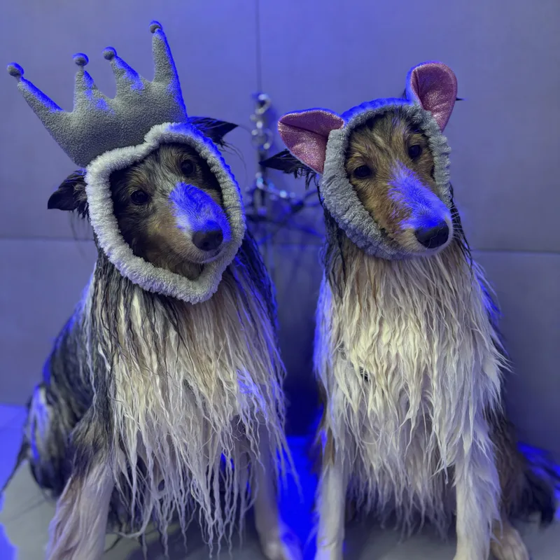 Pet cheiroso após banho