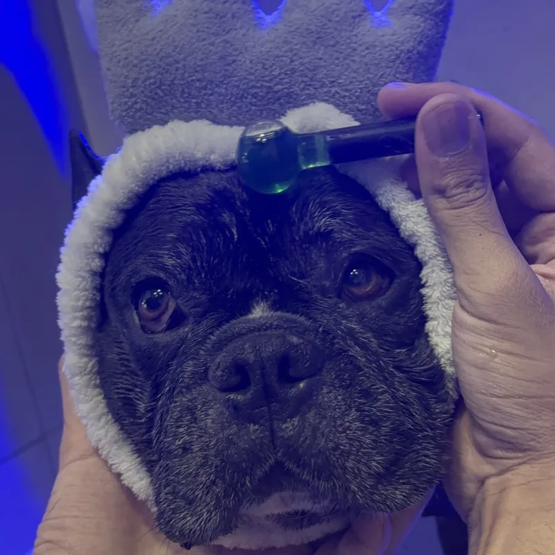 Pet aproveitando o Patas de Casa