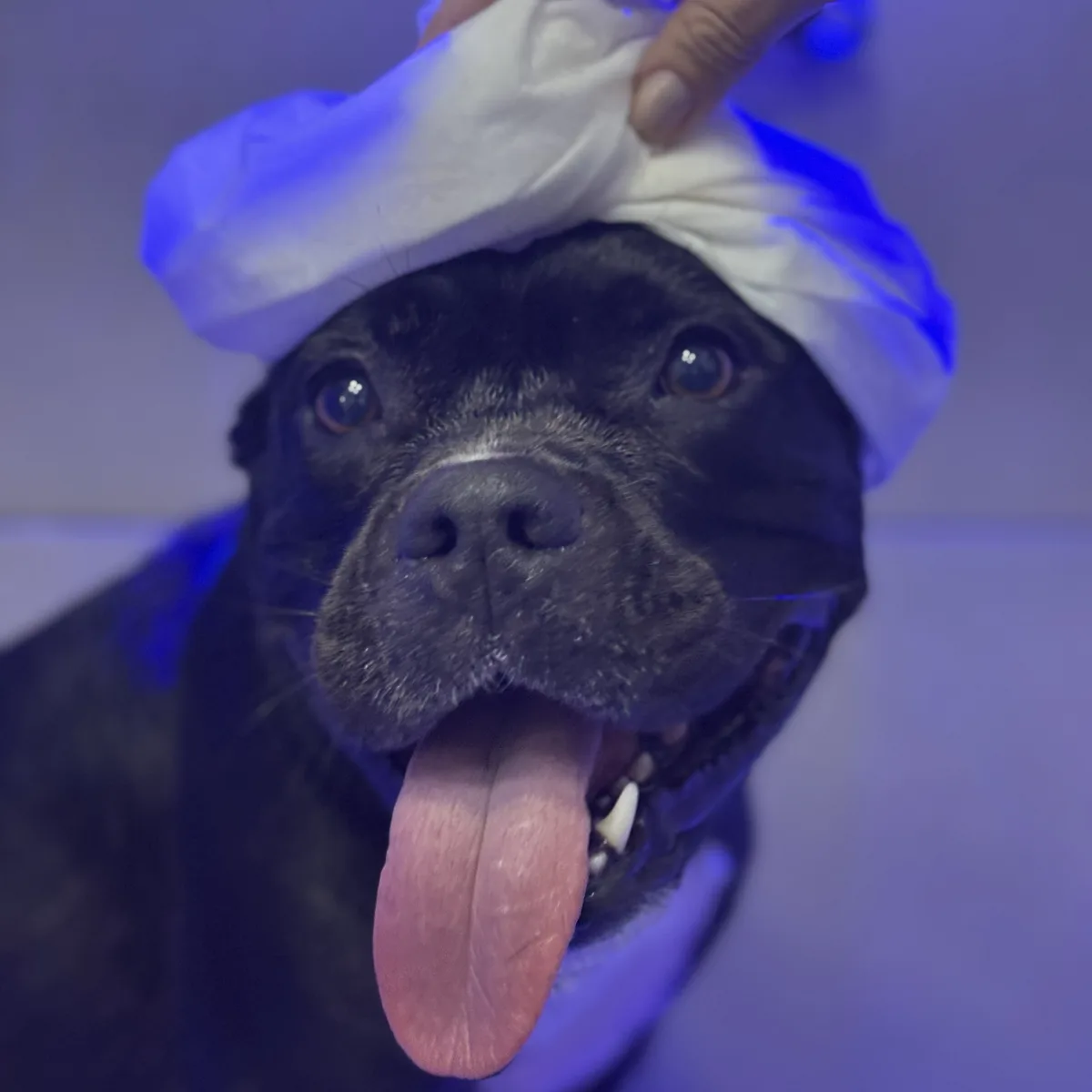 Ozonioterapia exclusiva para pets no Patas de Casa