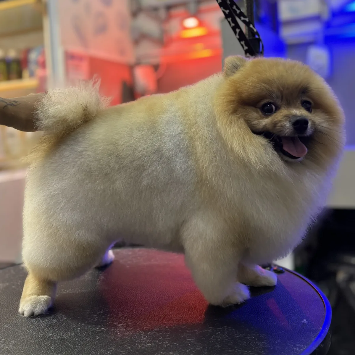 Tosa profissional para pets no Patas de Casa